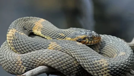 Sekiz Yıllık Yolculuk: Yılanlardan Kaçan Togo’lu Grönland’a Nasıl Ulaştı?