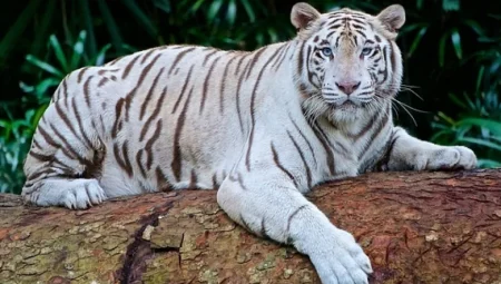 Hayvanlar için geliştirilen ‘internet’ doğanın sırlarını açığa çıkarabilir!